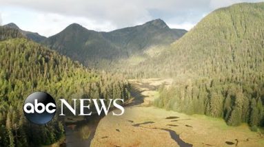 Tug of war over Alaska's Tongass National Forest, called the 'lungs of America'